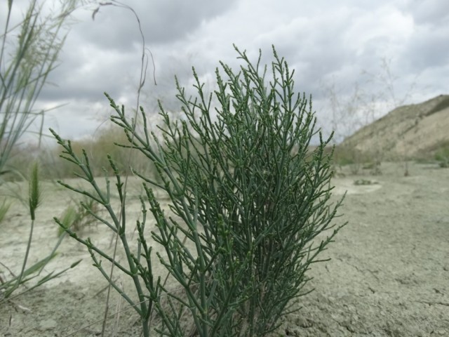 Anabasis aphylla