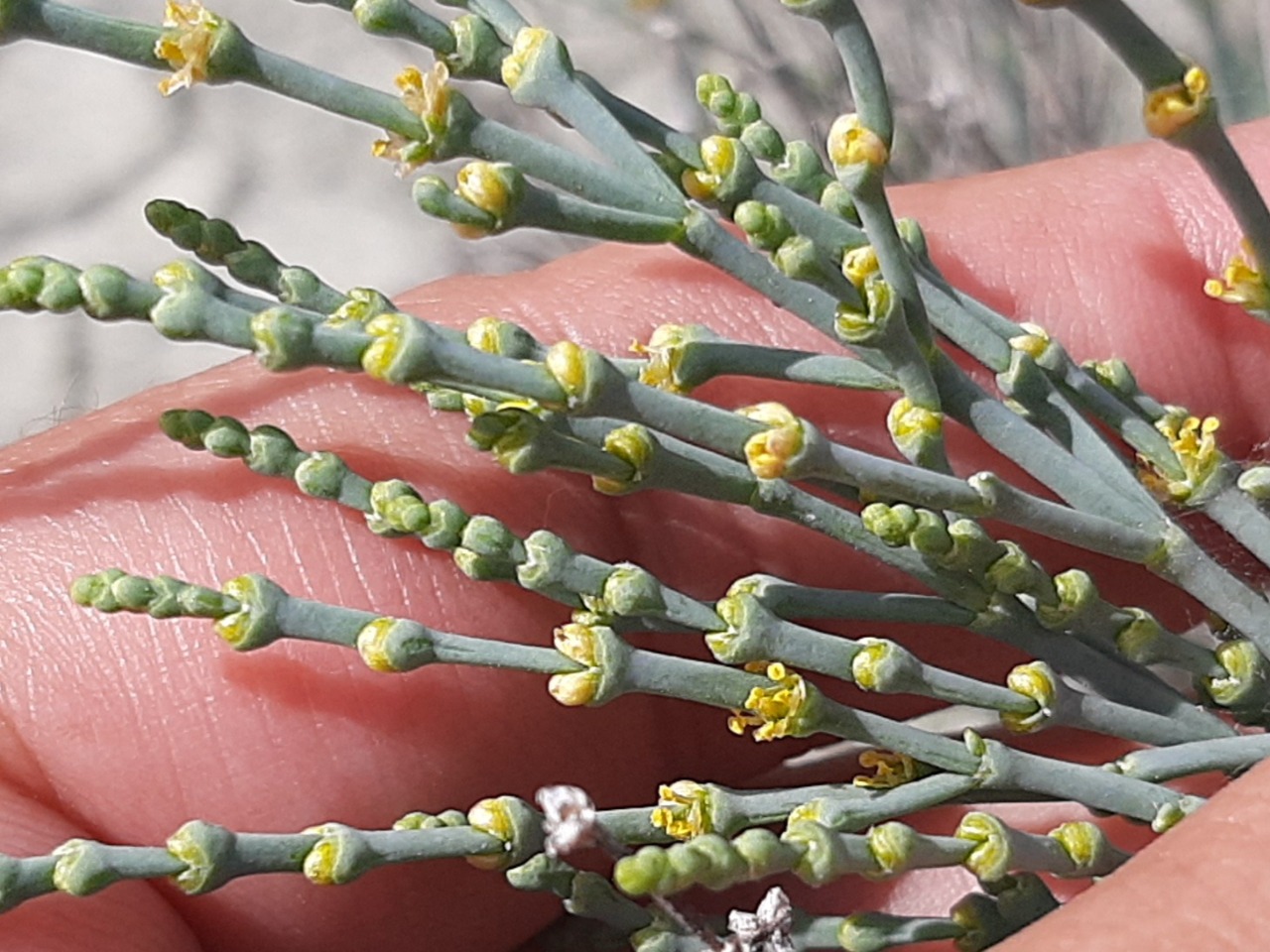 Anabasis aphylla