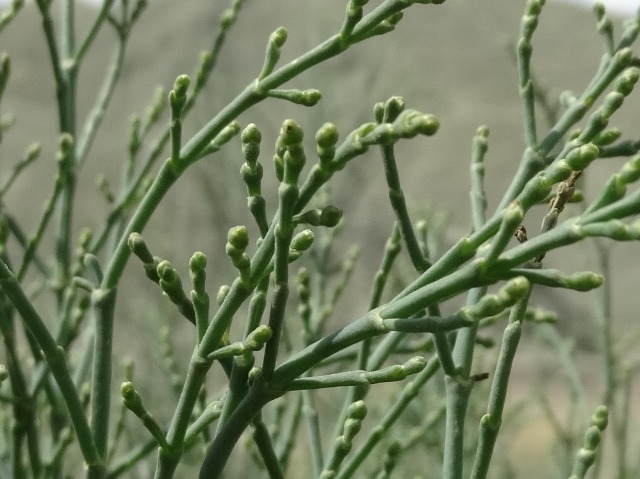 Anabasis aphylla