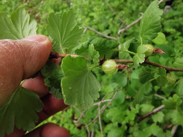 Ribes uva-crispa