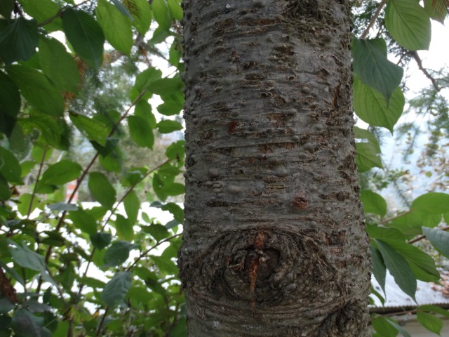 Pseudotsuga menziesii