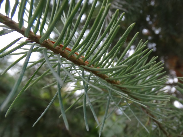 Pseudotsuga menziesii