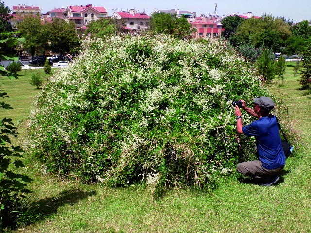 Polygonum baldschuanicum