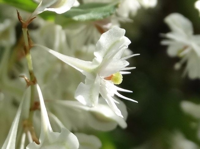 Polygonum baldschuanicum