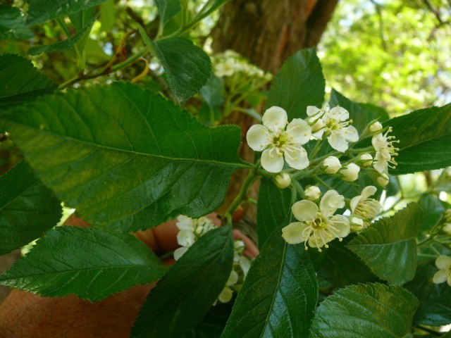 Crataegus crus-galli