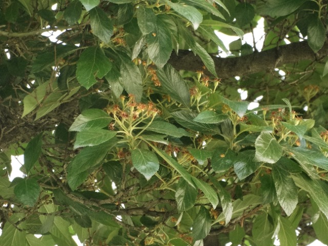 Crataegus crus-galli