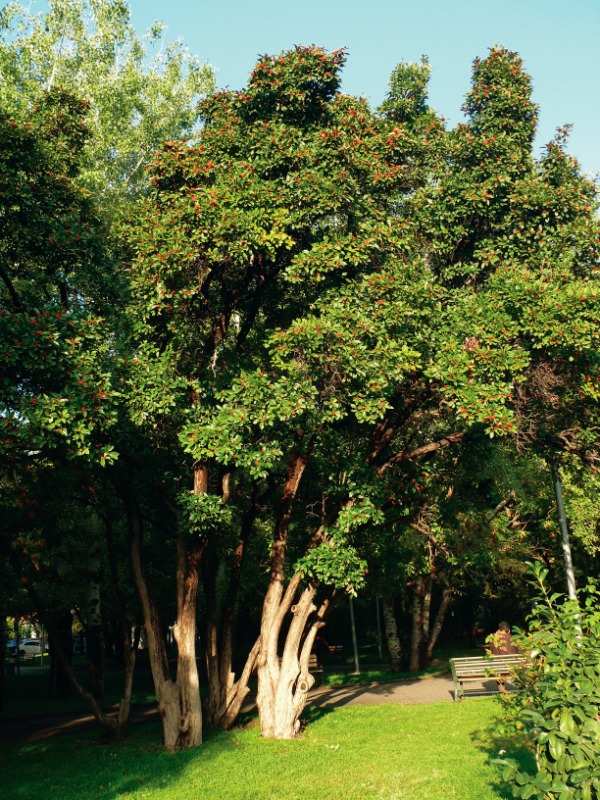 Crataegus crus-galli