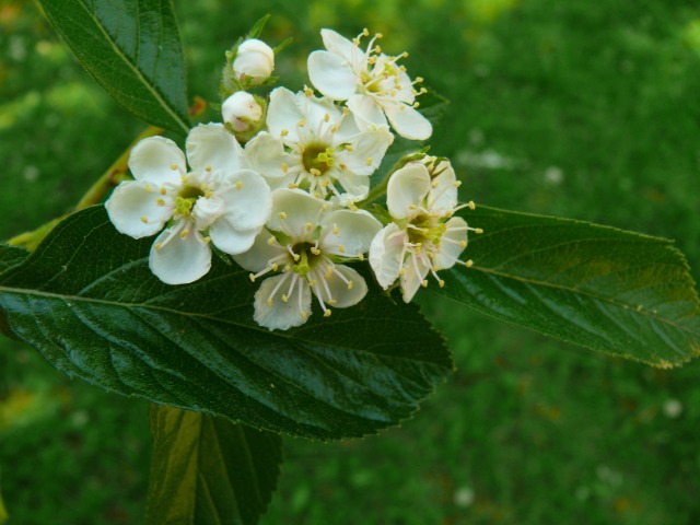 Crataegus crus-galli