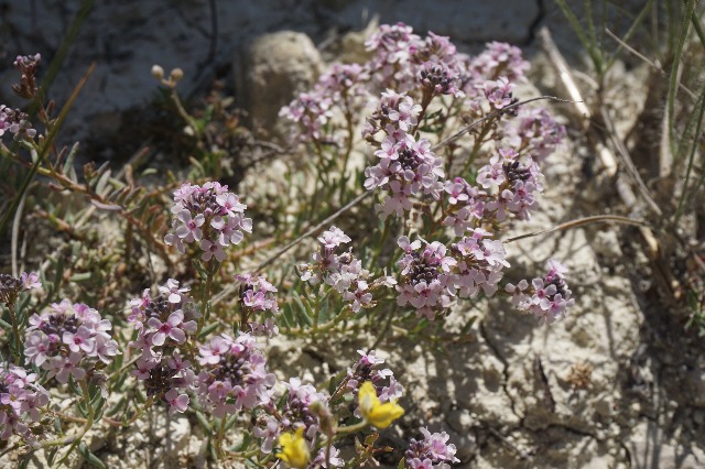 Aethionema armenum