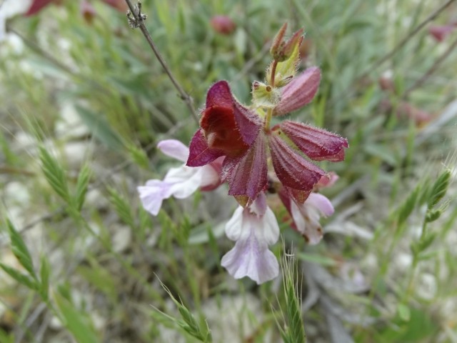 Salvia aytachii