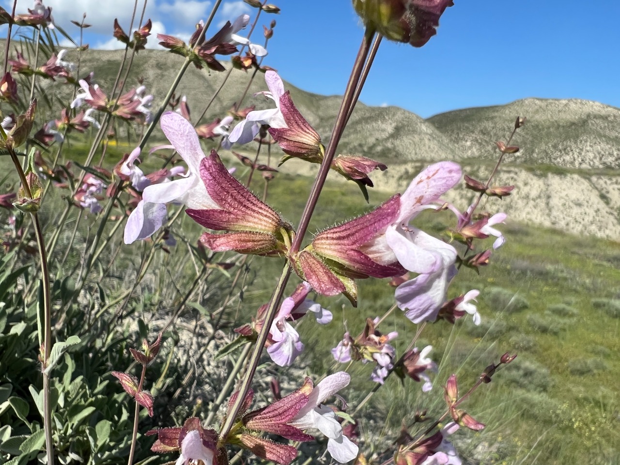 Salvia aytachii