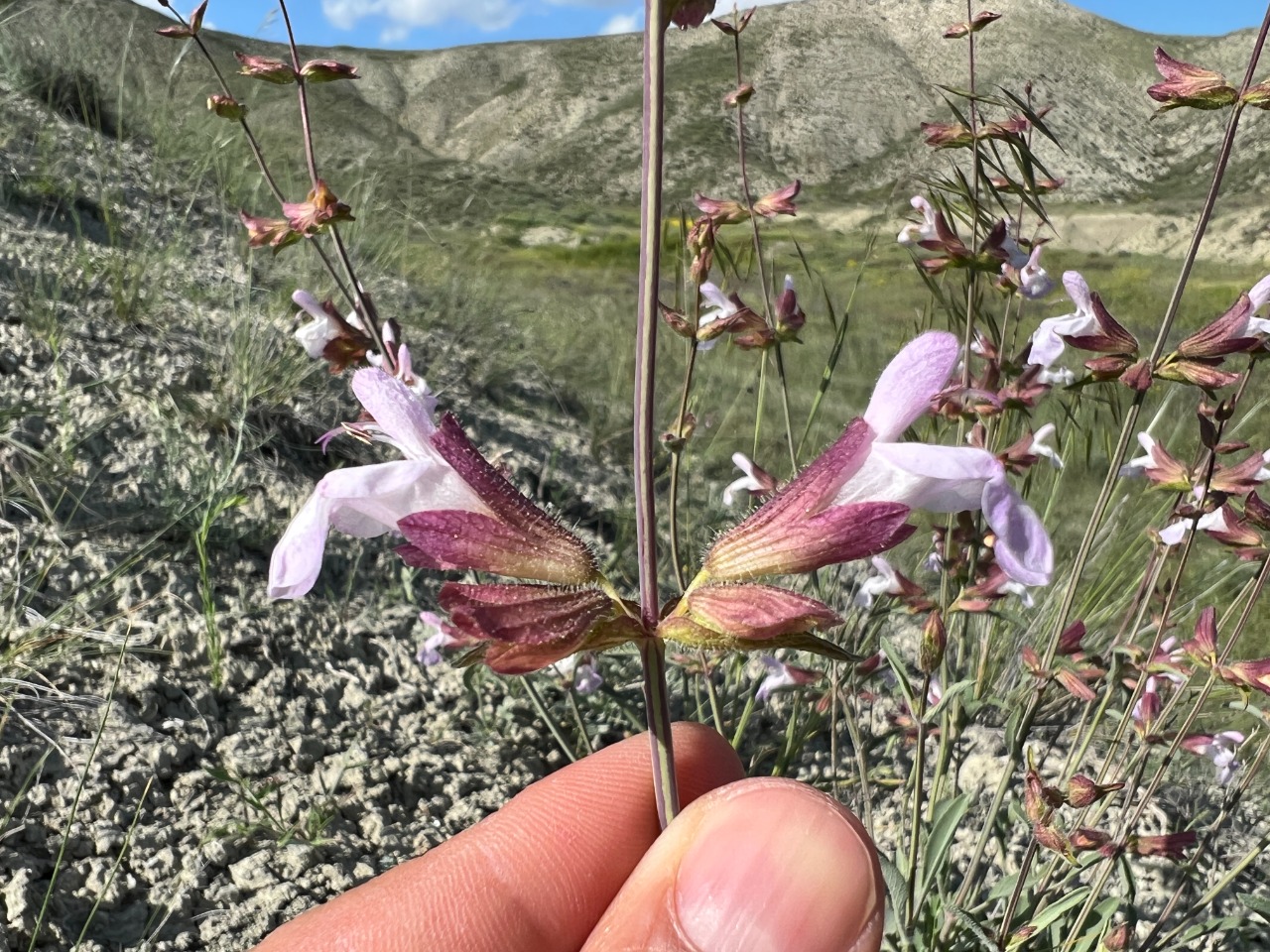 Salvia aytachii