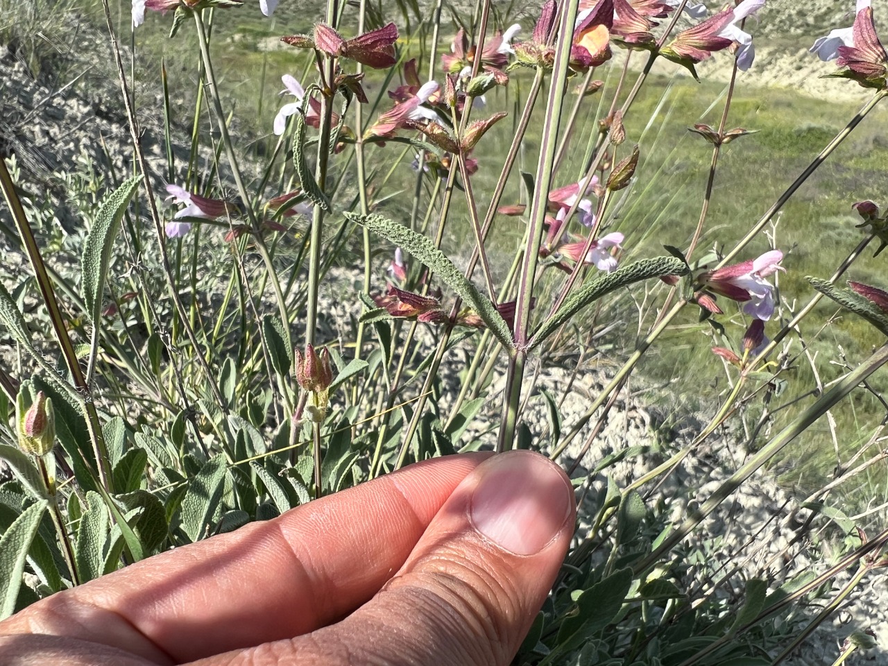 Salvia aytachii