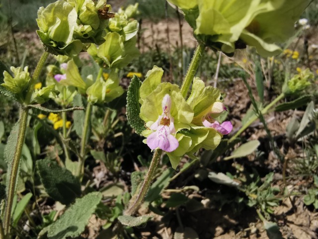 Salvia absconditiflora