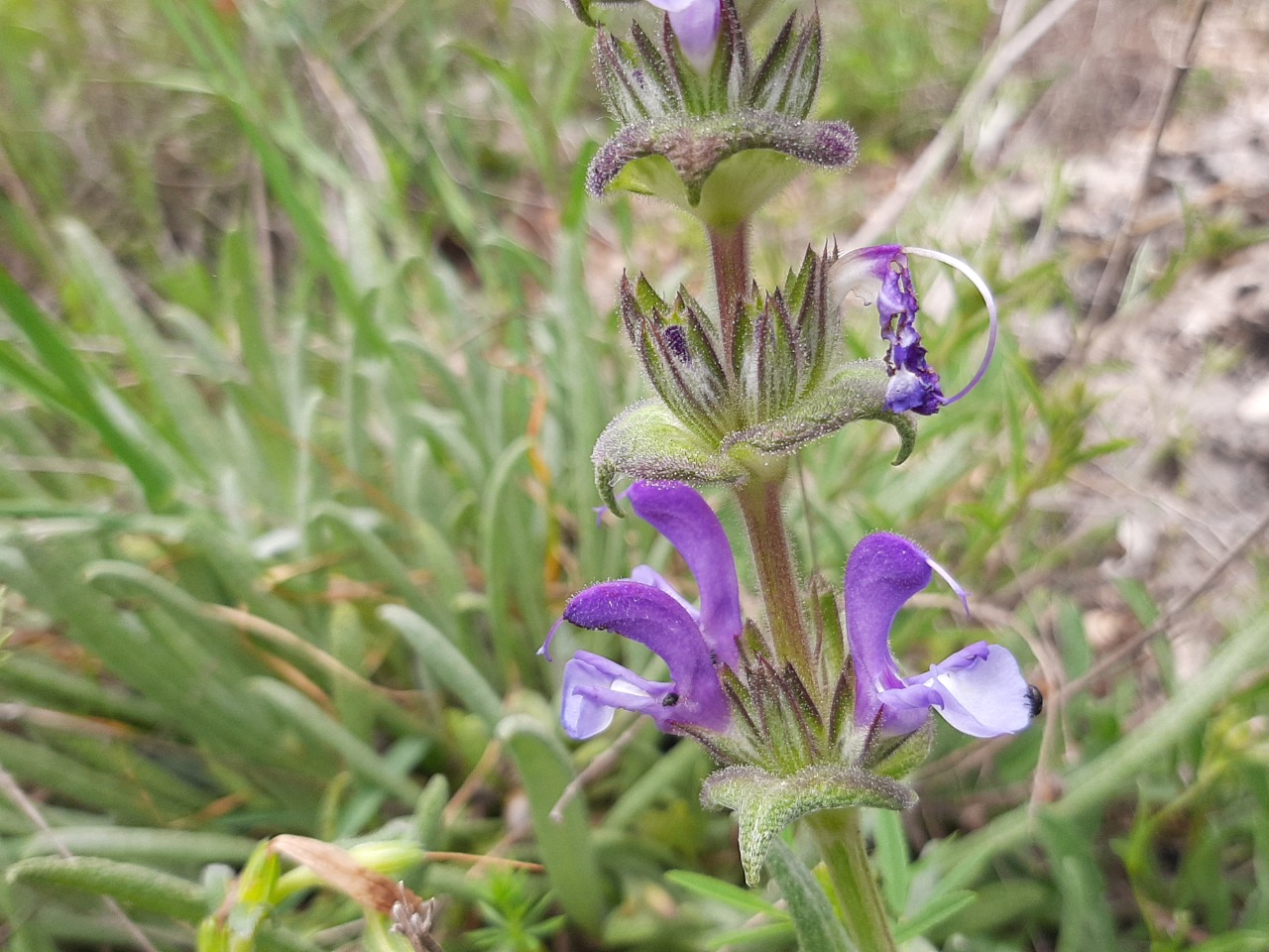 Salvia hypargeia