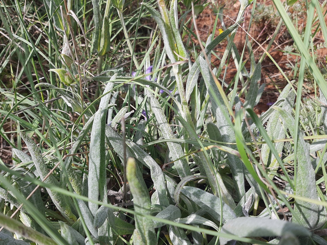 Salvia hypargeia