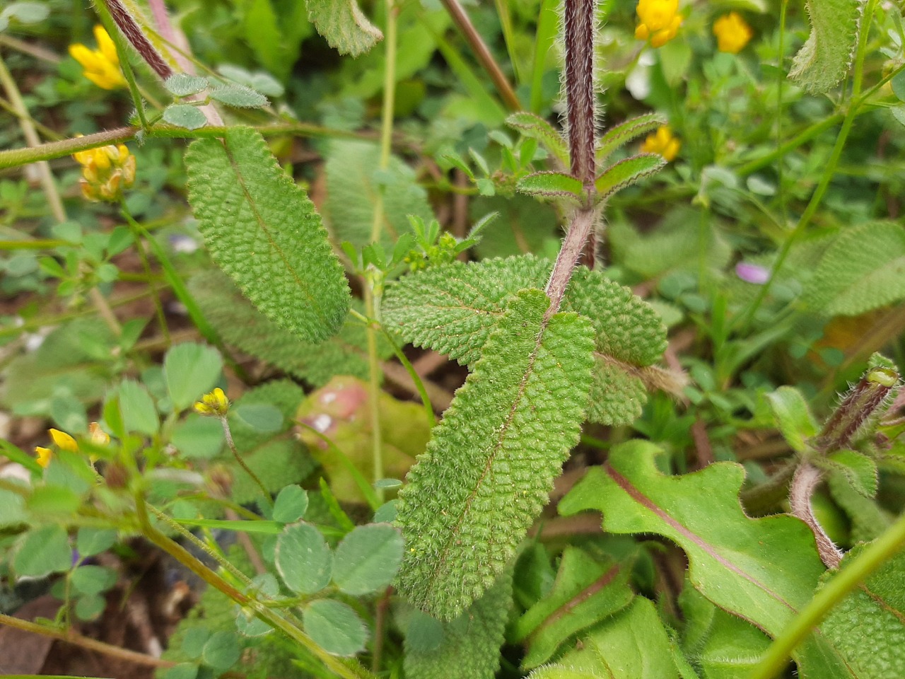 Salvia viridis 