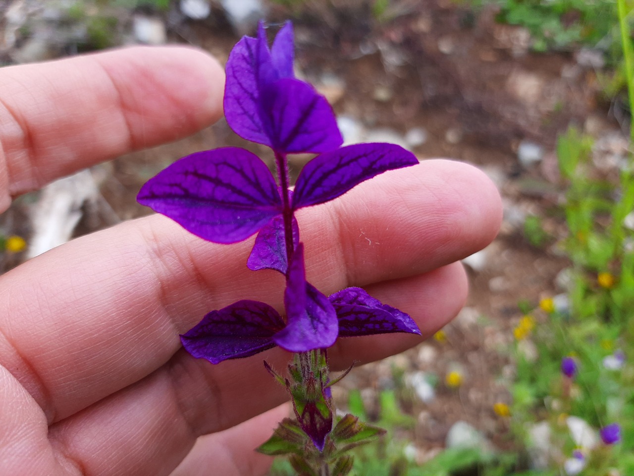 Salvia viridis 