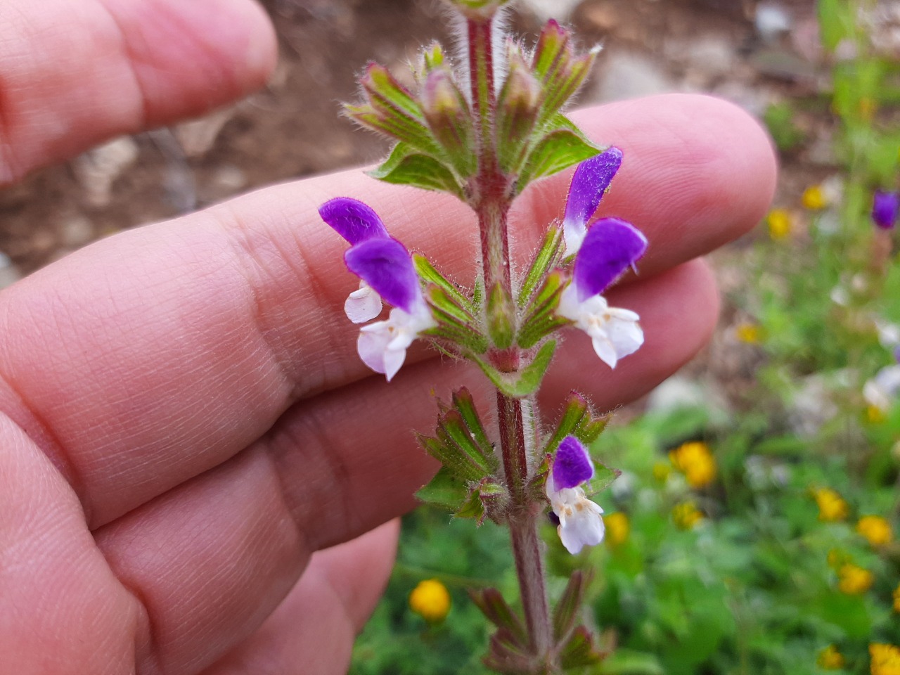 Salvia viridis 