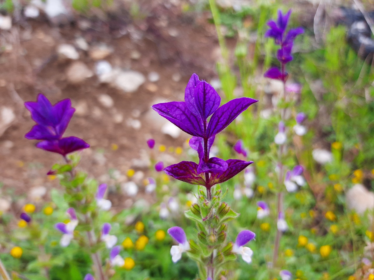 Salvia viridis 