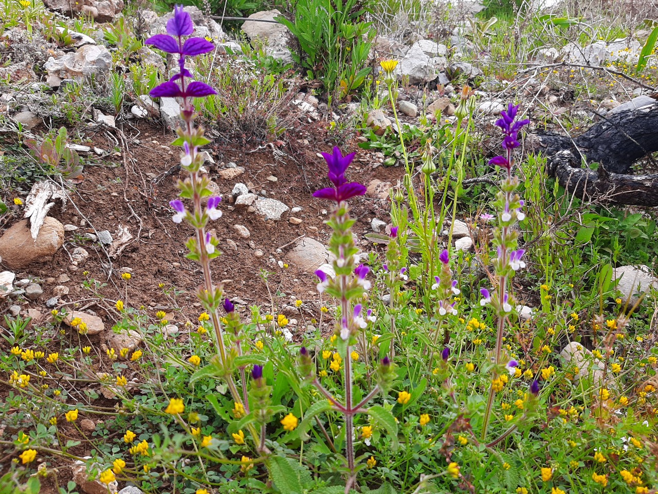 Salvia viridis 