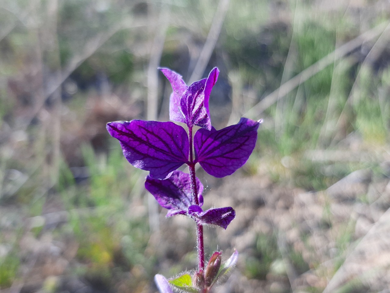 Salvia viridis 