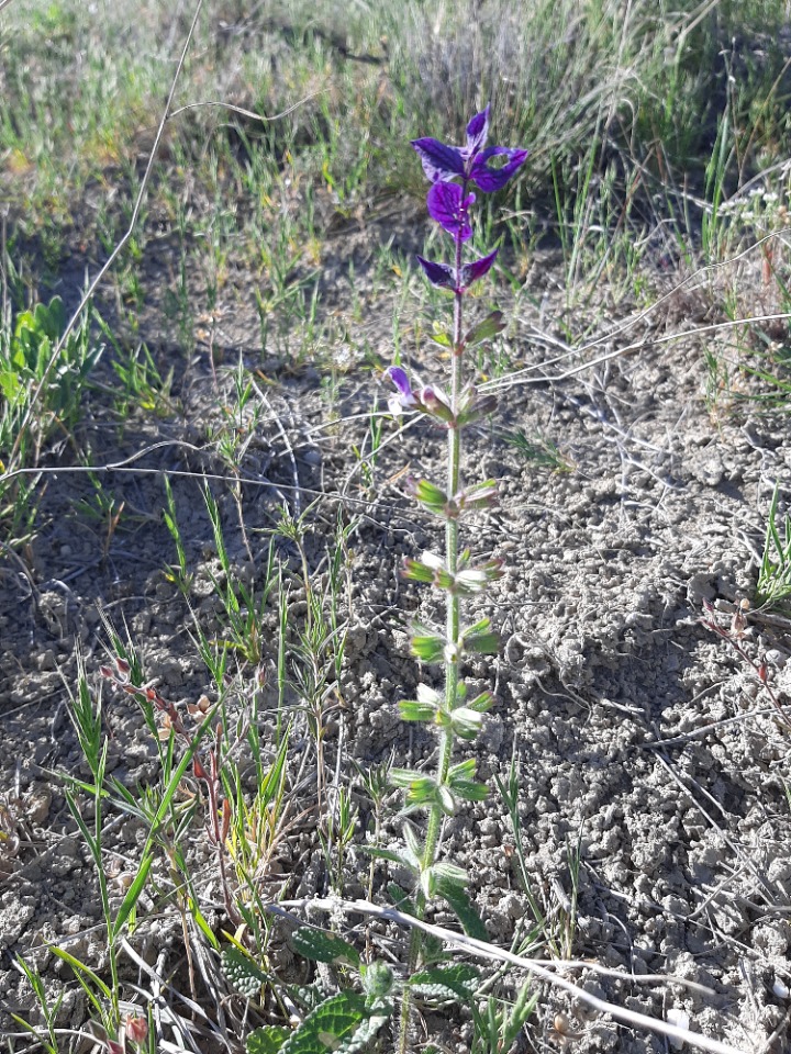 Salvia viridis 