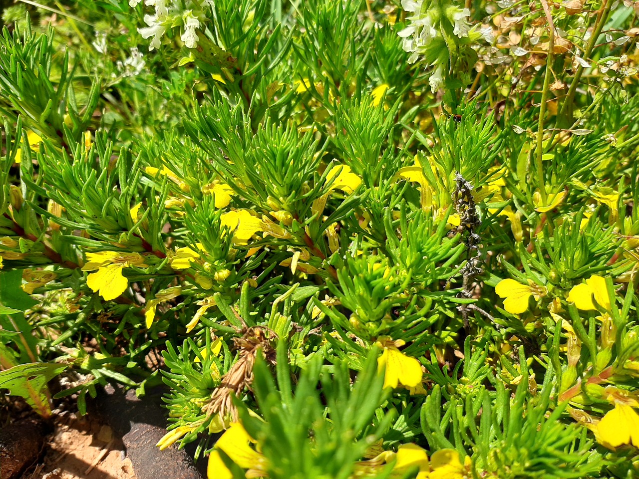 Ajuga chamaepitys