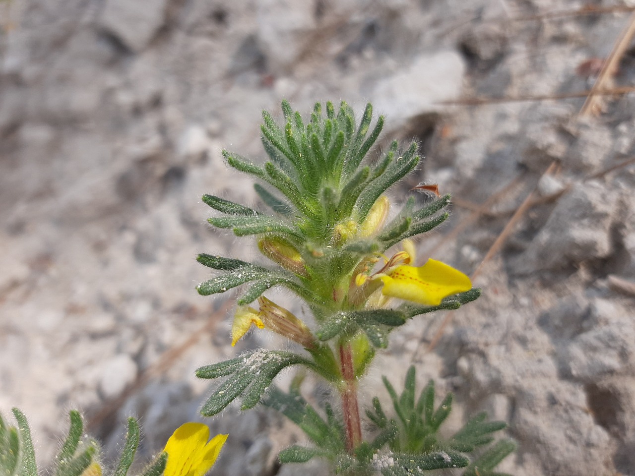 Ajuga chamaepitys