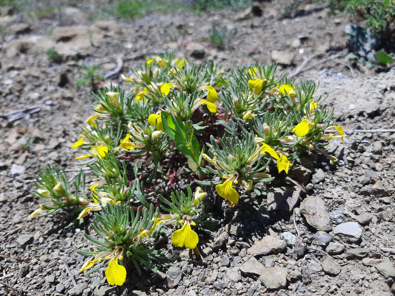 Ajuga chamaepitys