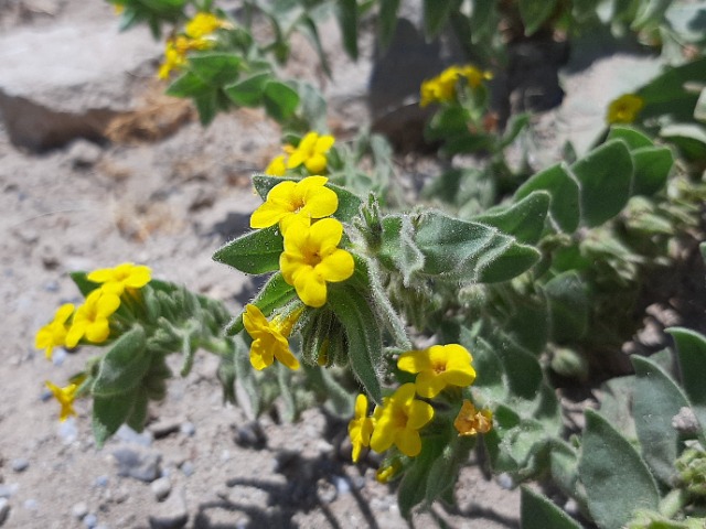 Alkanna orientalis