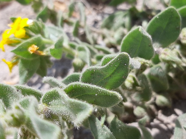 Alkanna orientalis