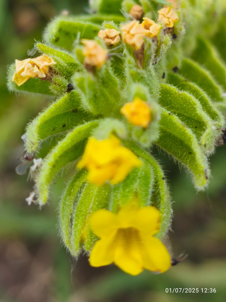Alkanna orientalis