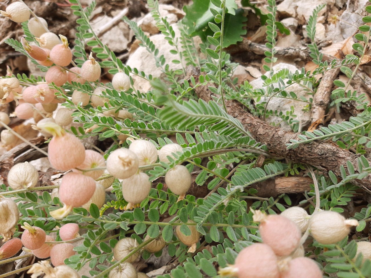 Astragalus anthylloides