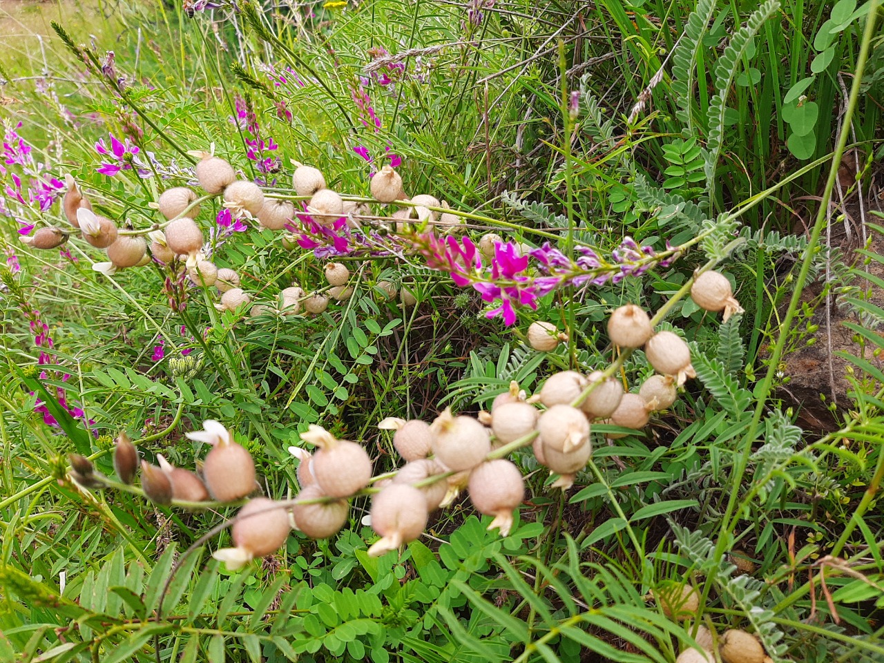 Astragalus anthylloides