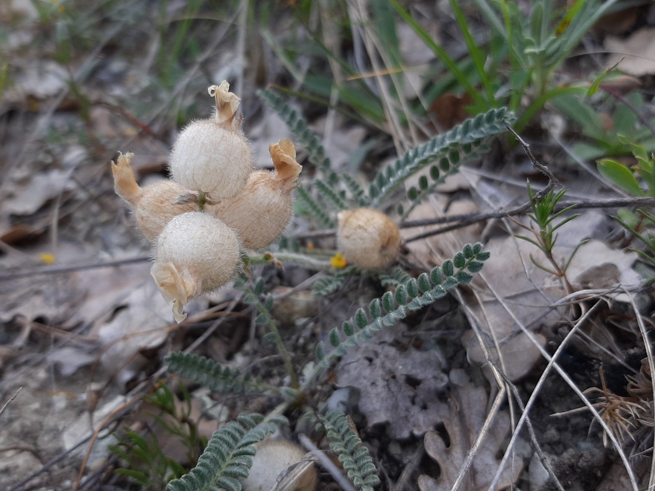 Astragalus anthylloides