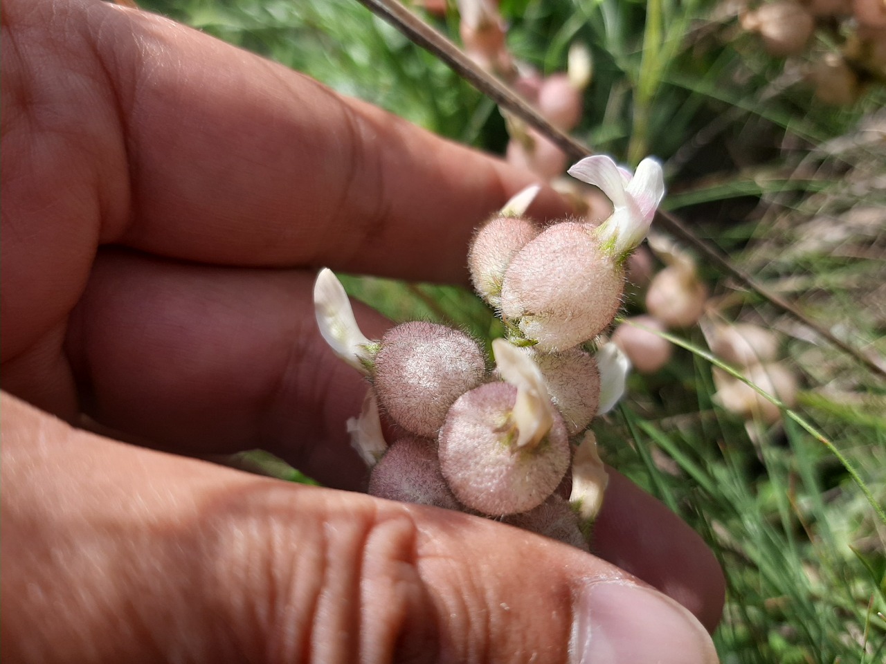 Astragalus anthylloides