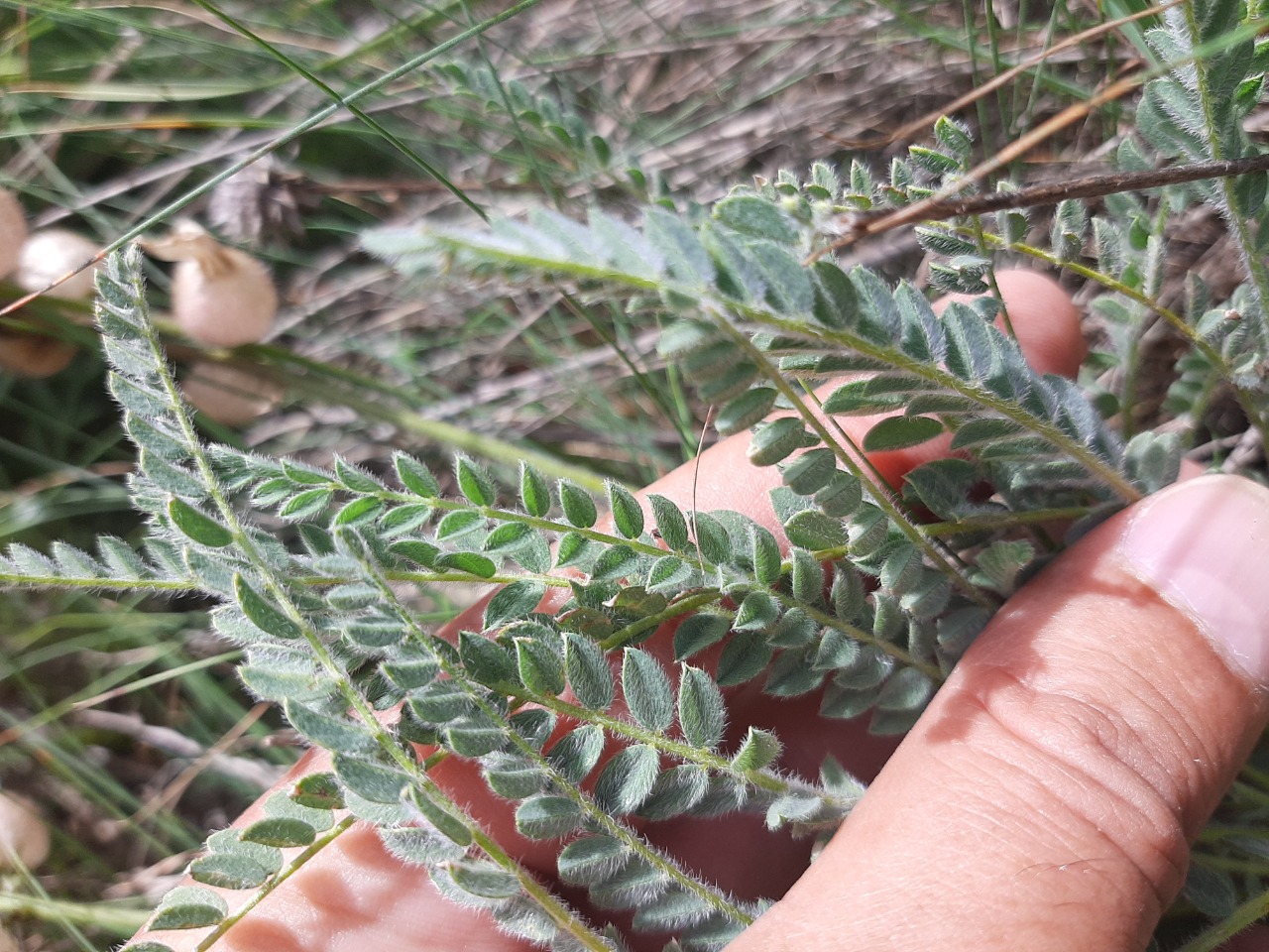 Astragalus anthylloides