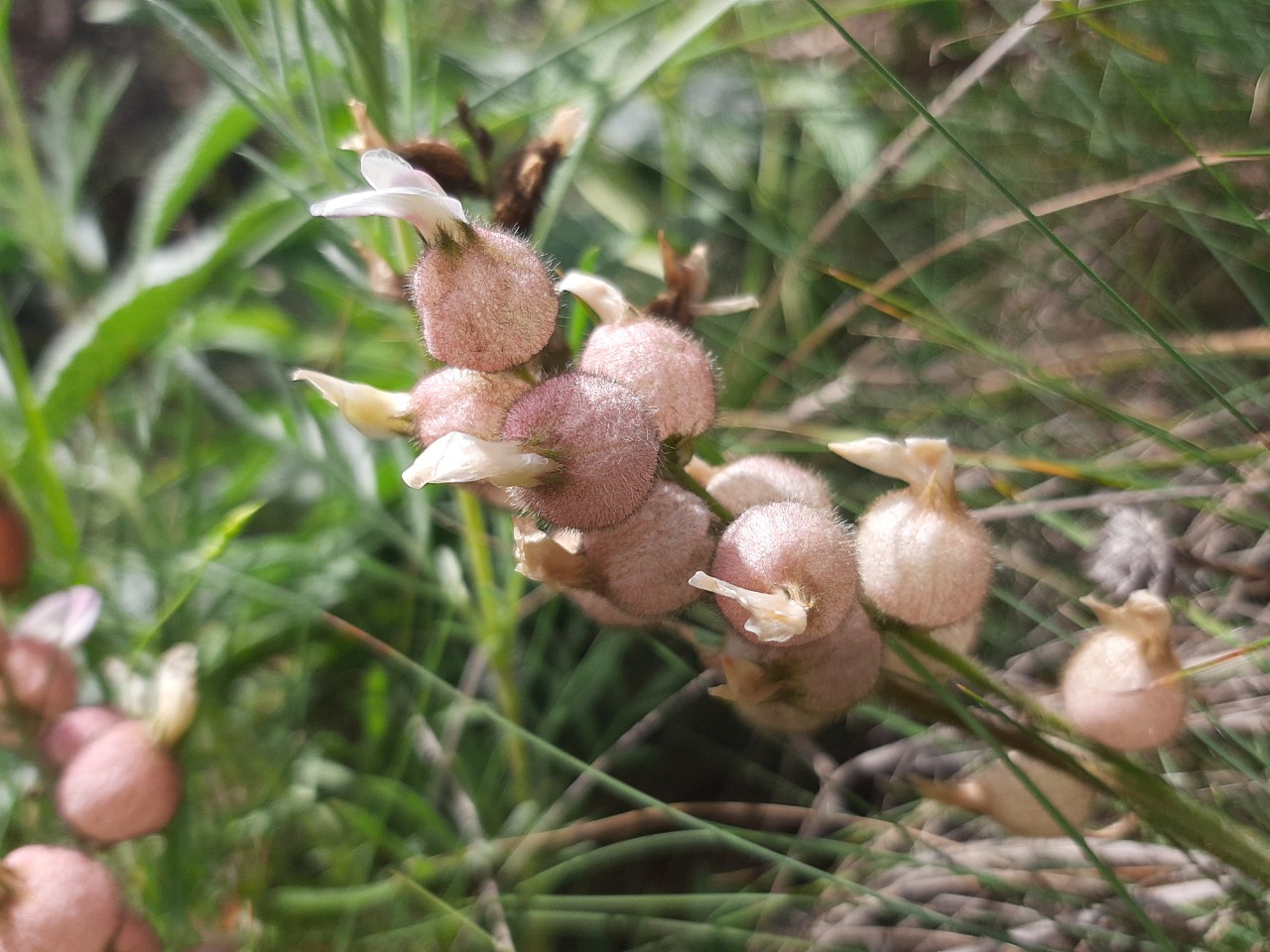 Astragalus anthylloides