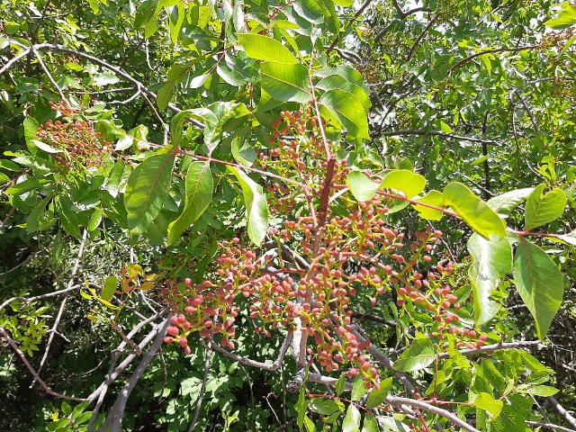 Pistacia terebinthus