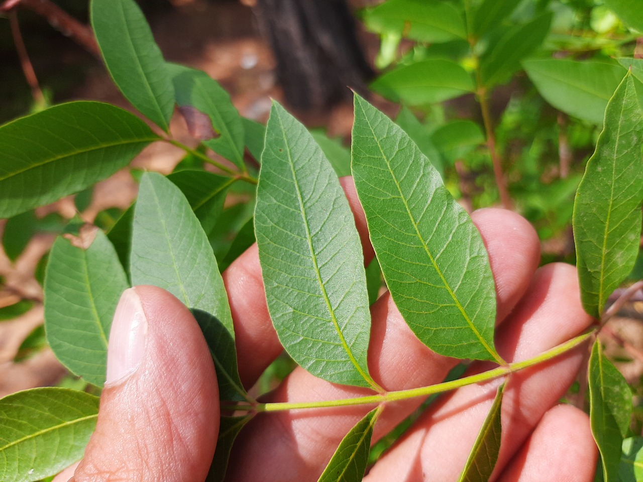 Pistacia terebinthus