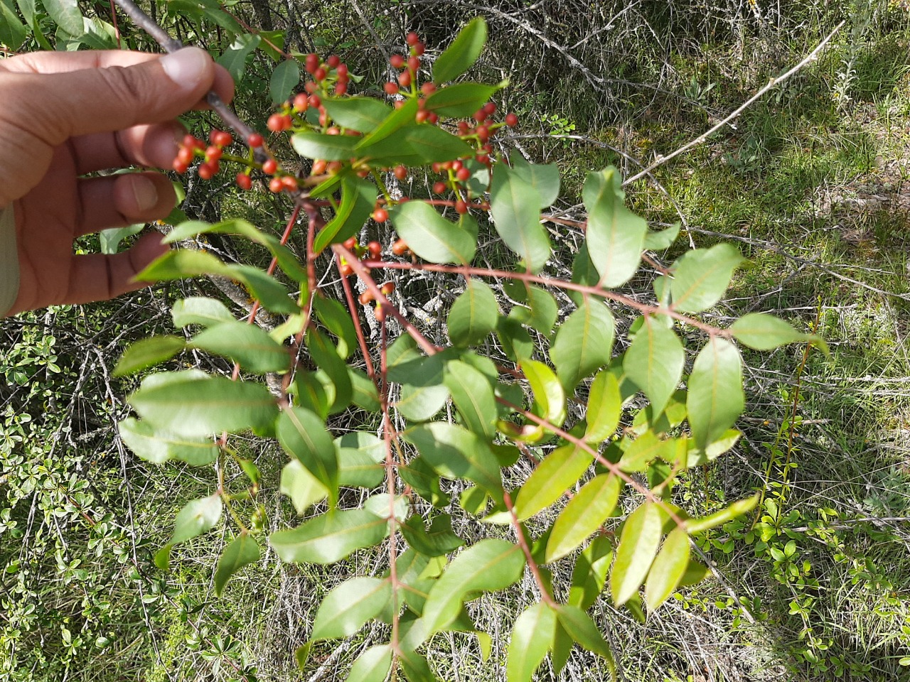 Pistacia terebinthus
