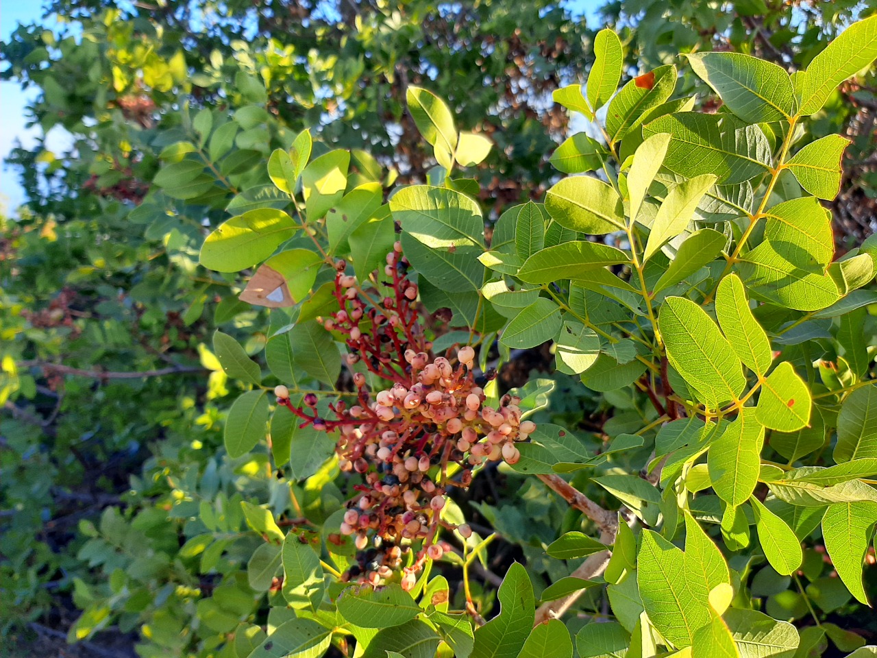 Pistacia terebinthus