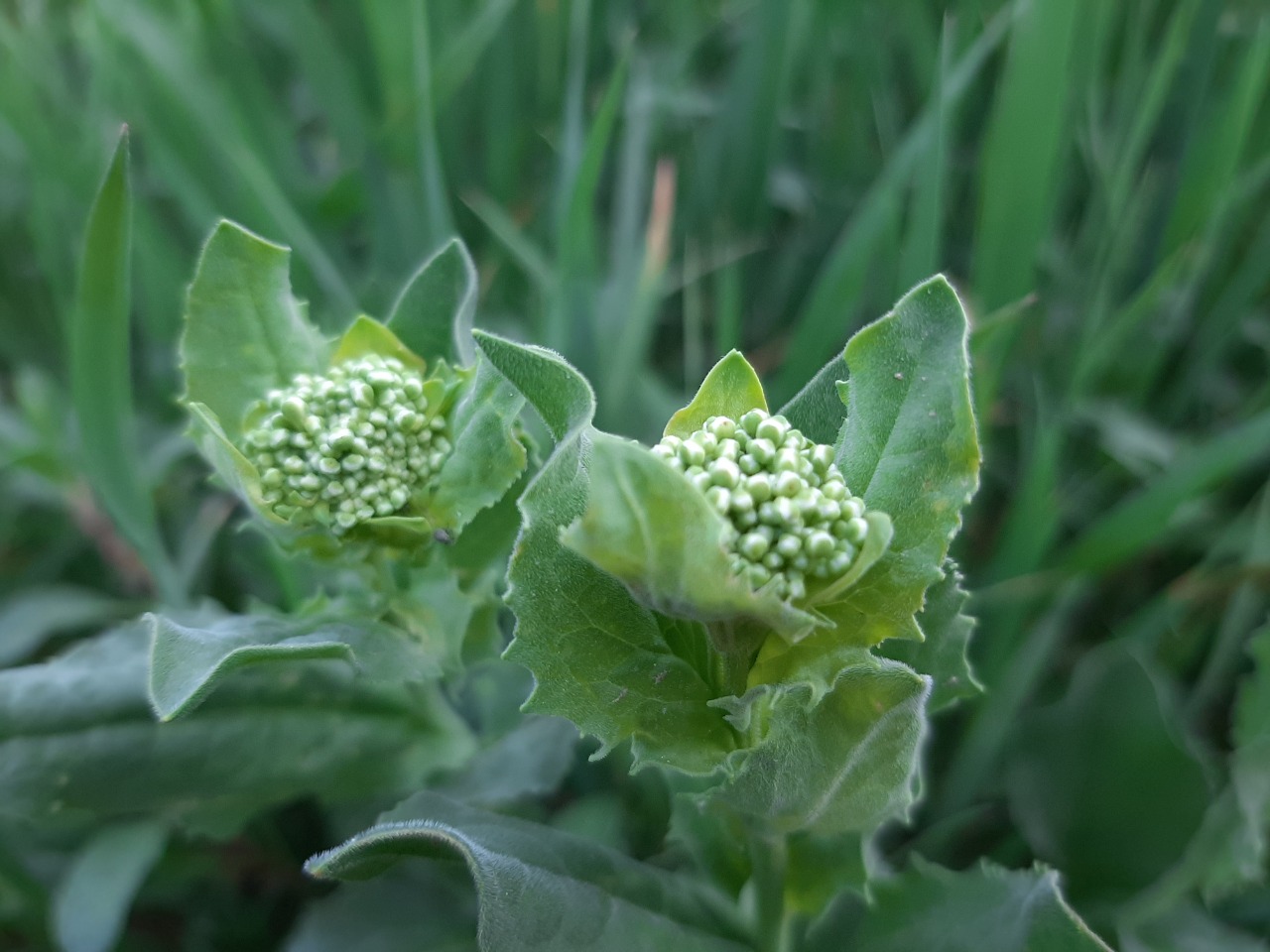 Lepidium draba