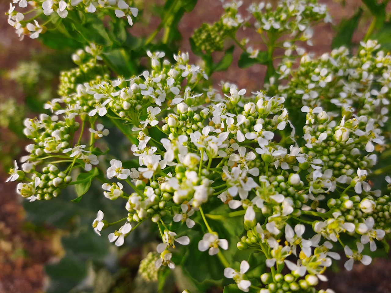 Lepidium draba