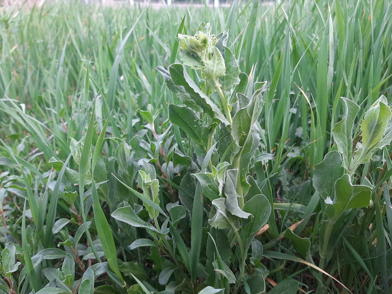 Lepidium draba