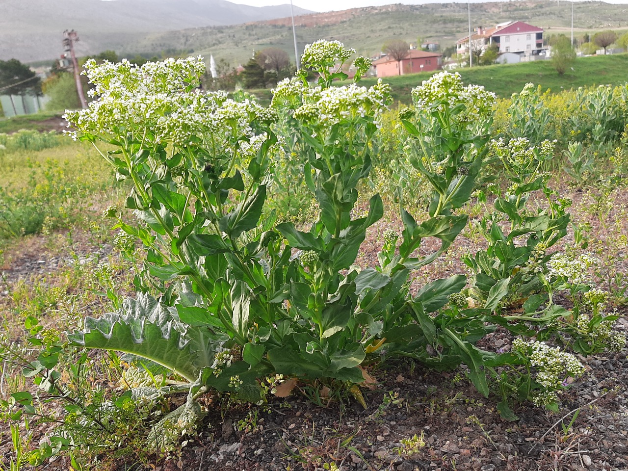 Lepidium draba