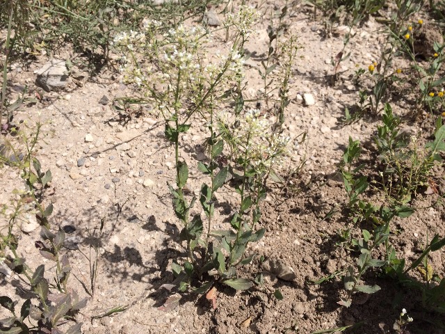 Lepidium draba