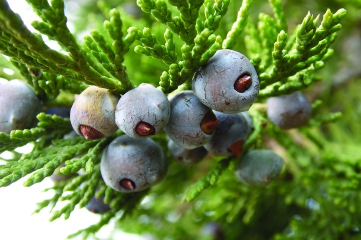 Juniperus foetidissima