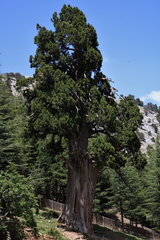 Juniperus foetidissima